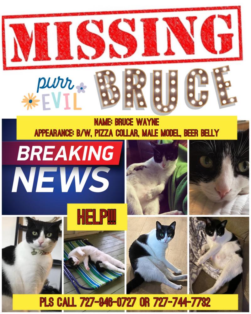 Image of Bruce, Lost Cat