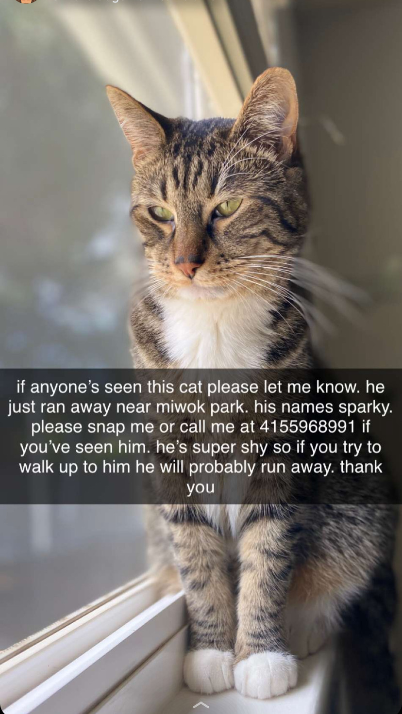 Image of SPARKY, Lost Cat