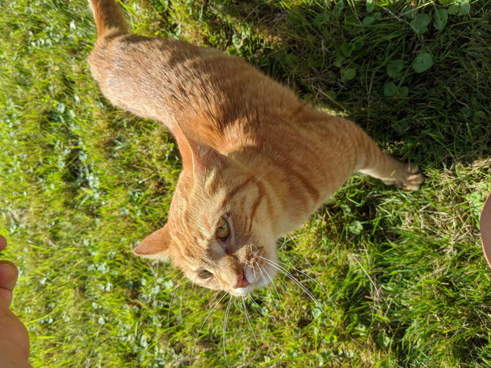 Found Cat Unknown in INDIANAPOLIS, IN Lost My Kitty