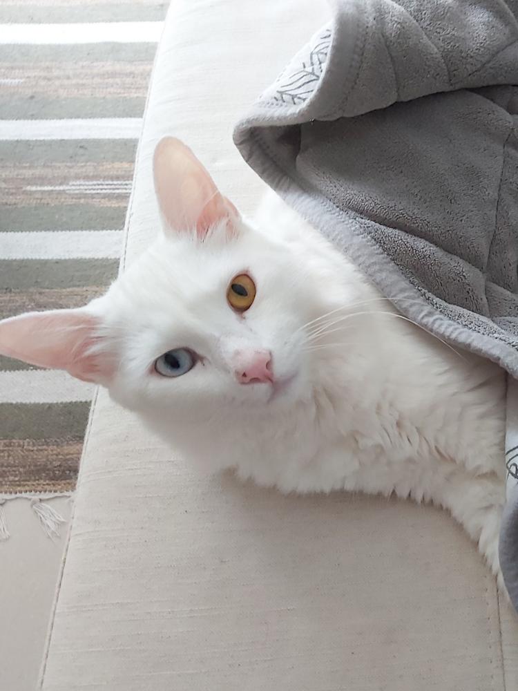 Image of Blanquito, Lost Cat