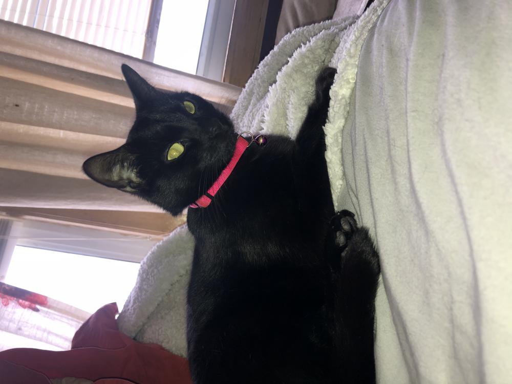 Image of Ayla, Lost Cat