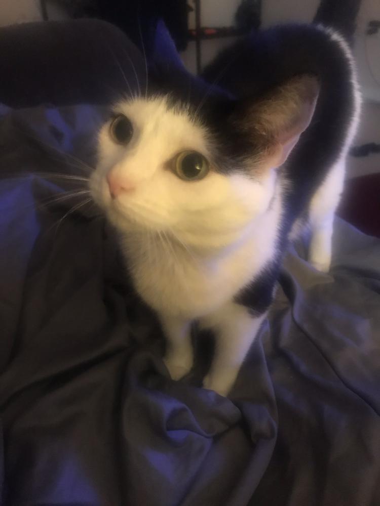 Image of Jemma, Lost Cat