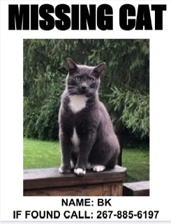 Image of BK, Lost Cat