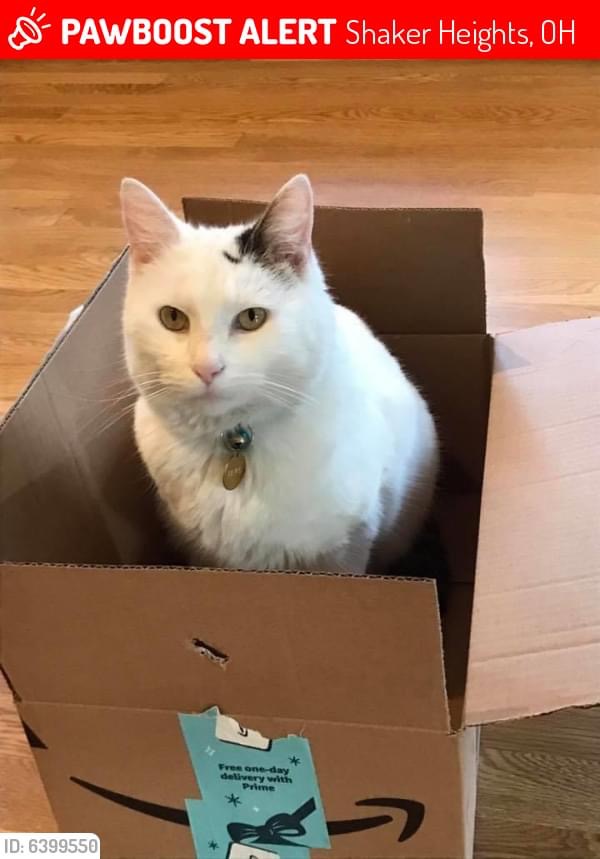 Image of Linus, Lost Cat