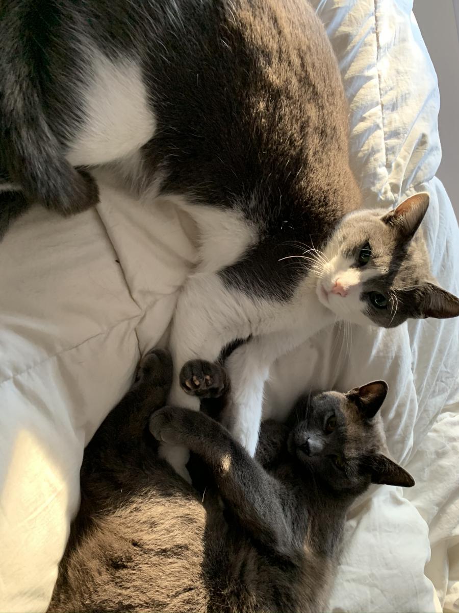 Image of Cinder&Ashley (brothers), Lost Cat