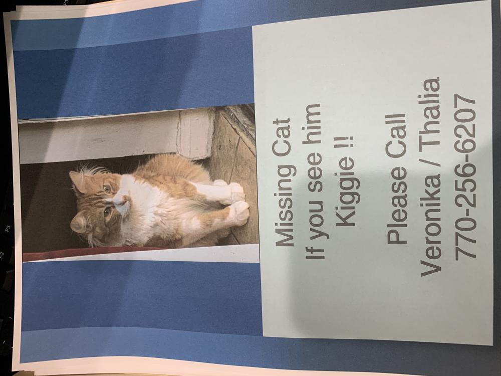 Image of Kiggie, Lost Cat