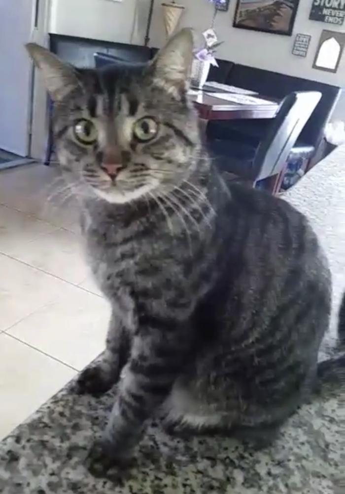 Image of Kofi, Lost Cat