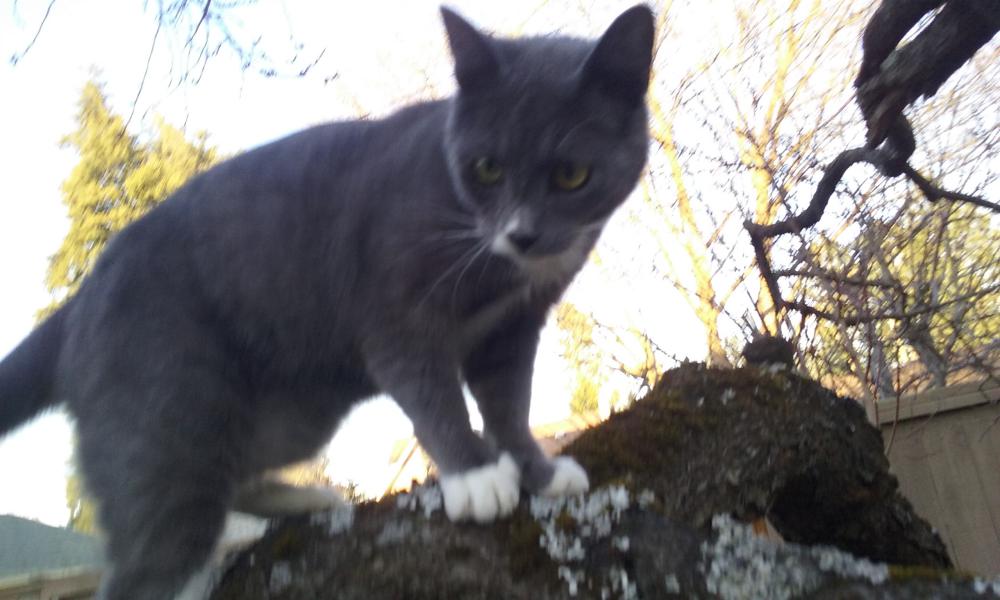 Image of Zephyr, Lost Cat