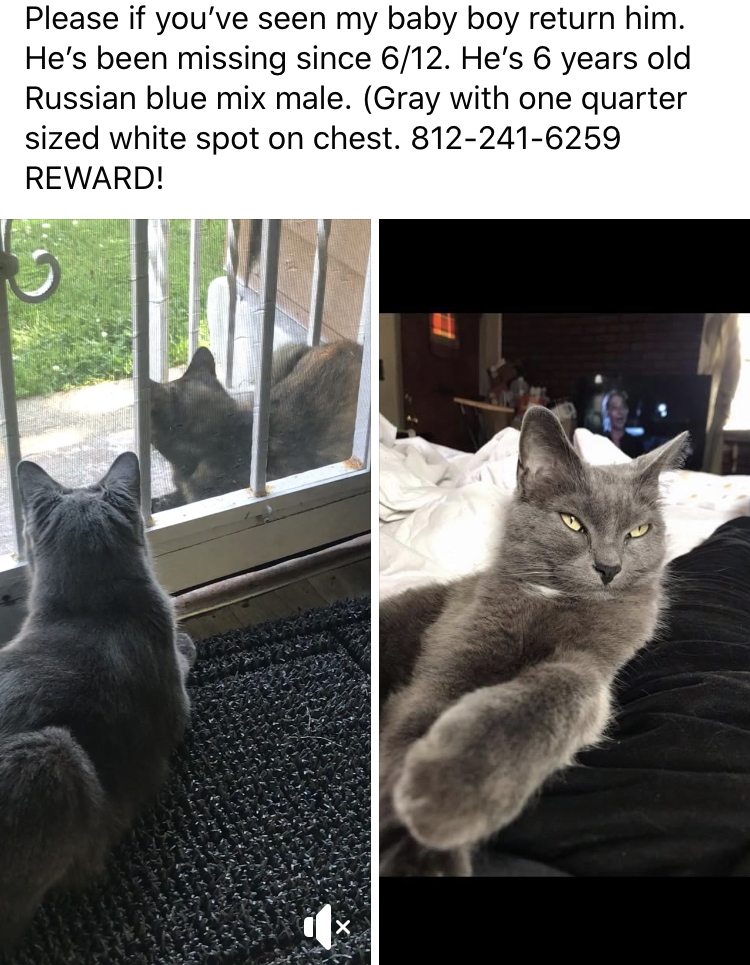 Image of Francisco, Lost Cat