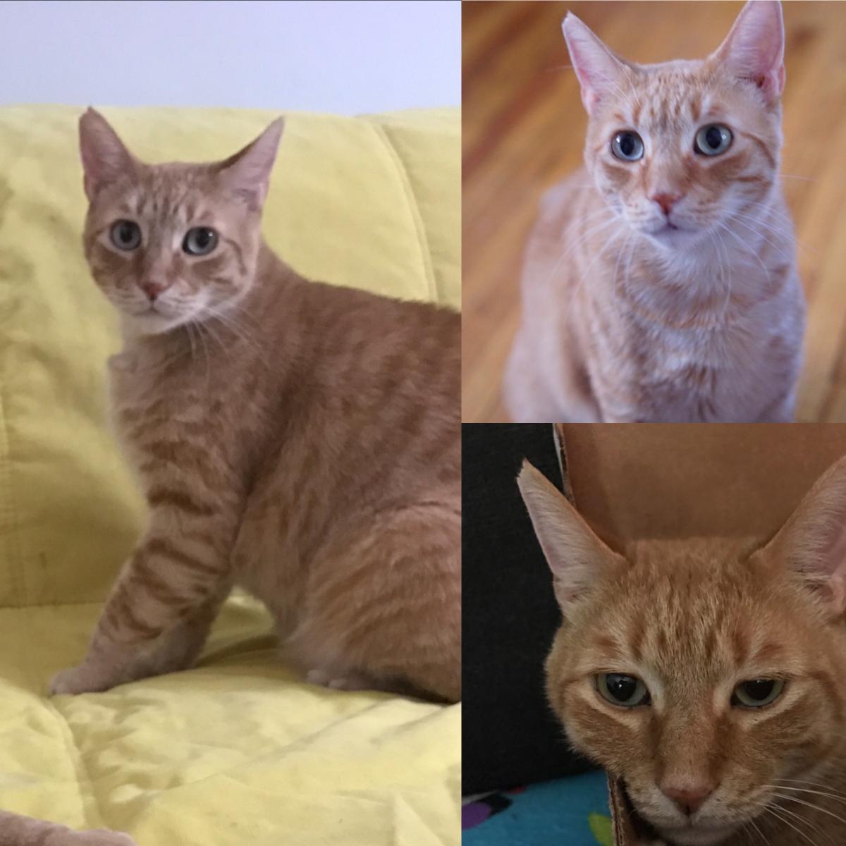 Image of Sherman, Lost Cat