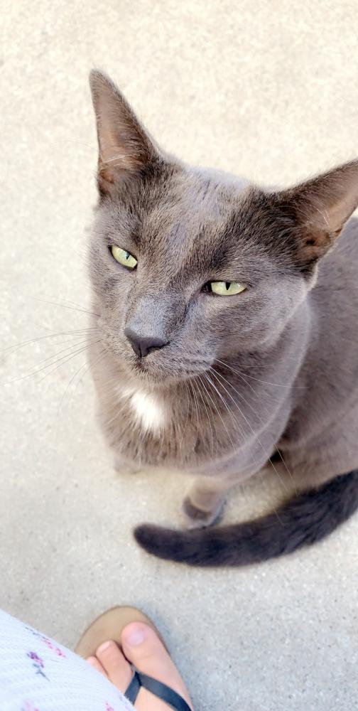 Image of Smokey Robinson, Lost Cat