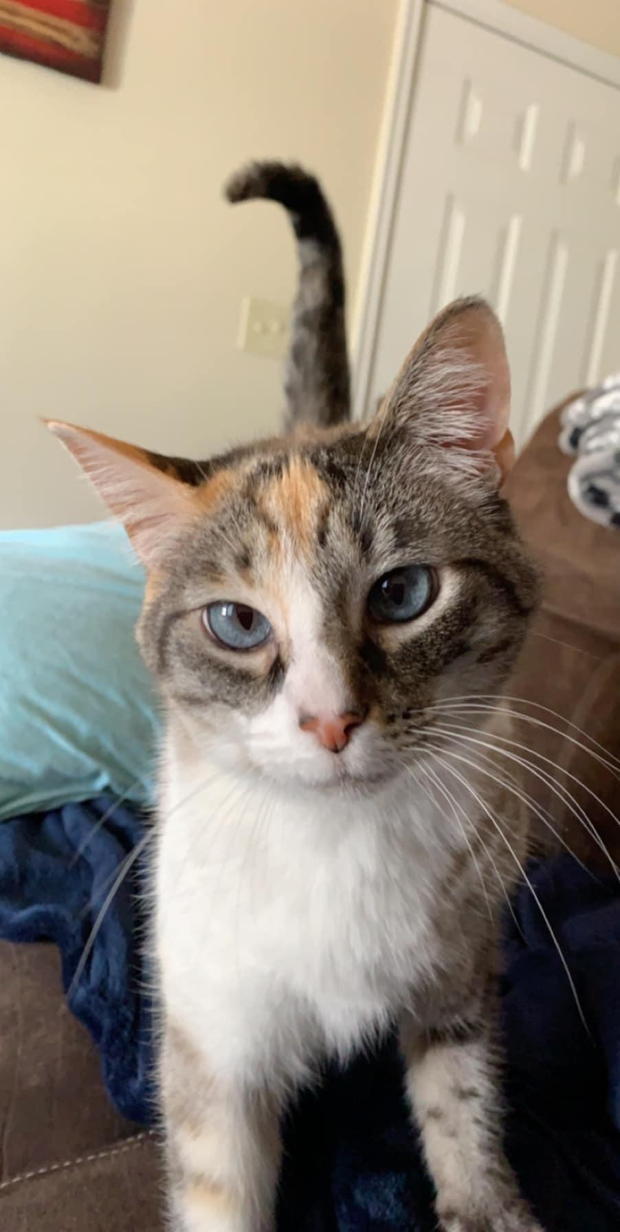 Image of Belle, Lost Cat