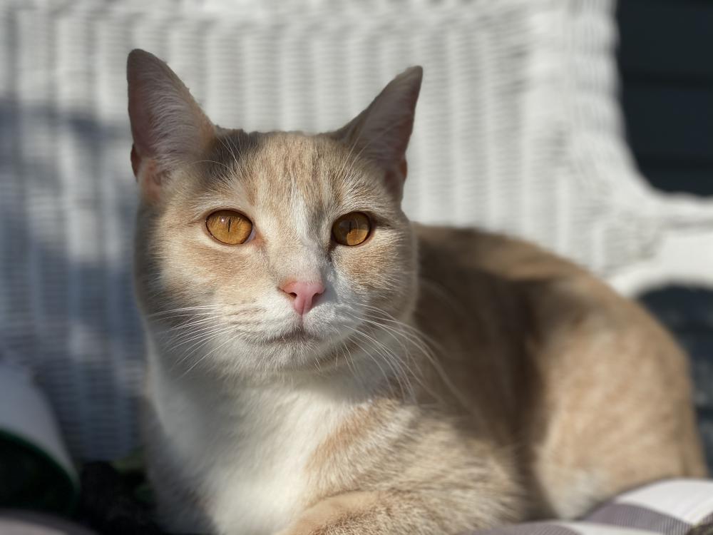 Image of Benji, Lost Cat