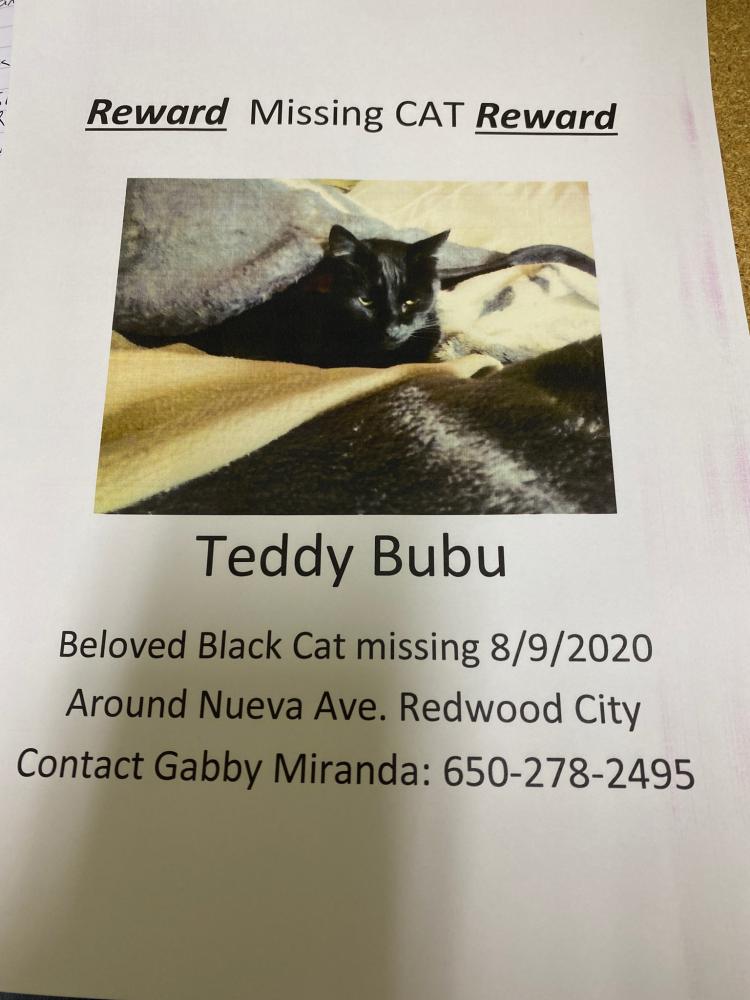 Image of Teddy Bubu, Lost Cat