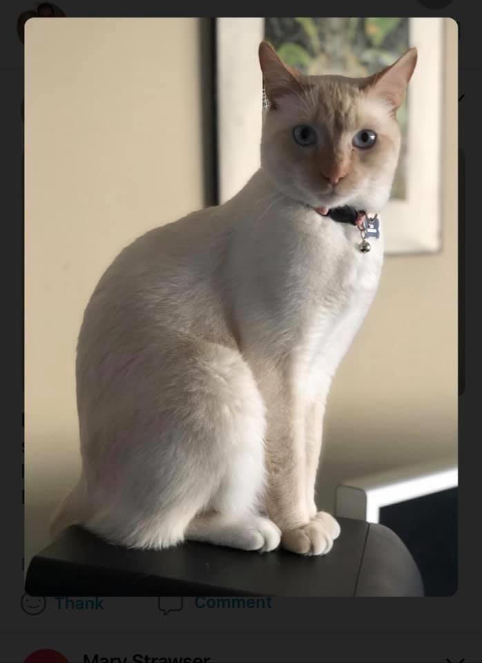 Image of Kai, Lost Cat