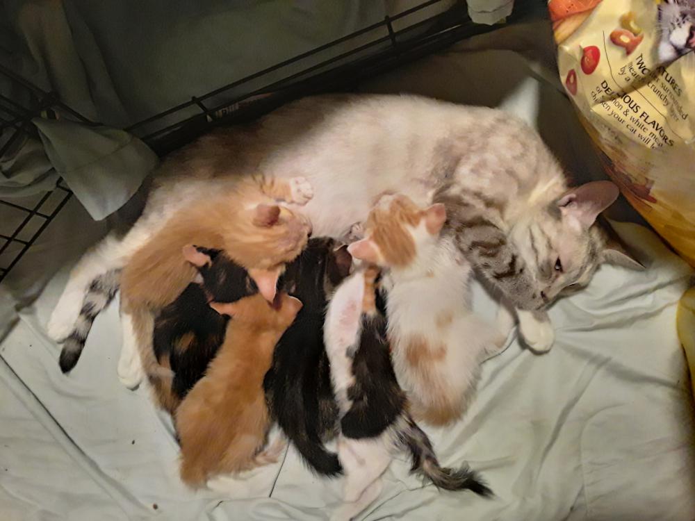 Image of 6 baby kittens stole, Lost Cat