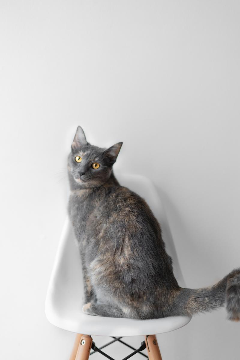 Image of Violet, Lost Cat
