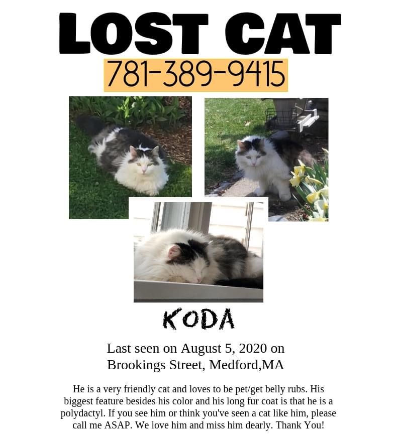 Image of Koda, Lost Cat