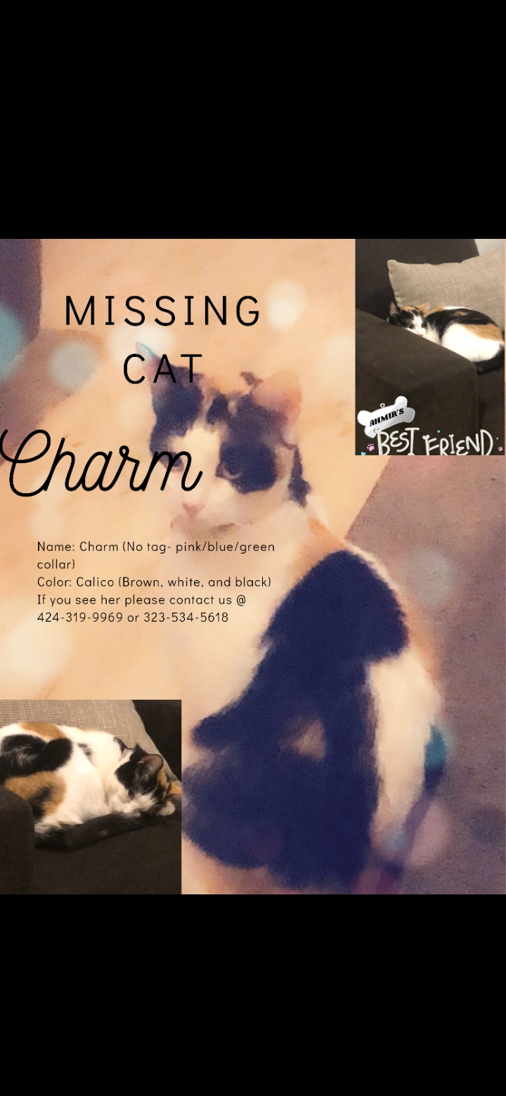 Image of Charm, Lost Cat