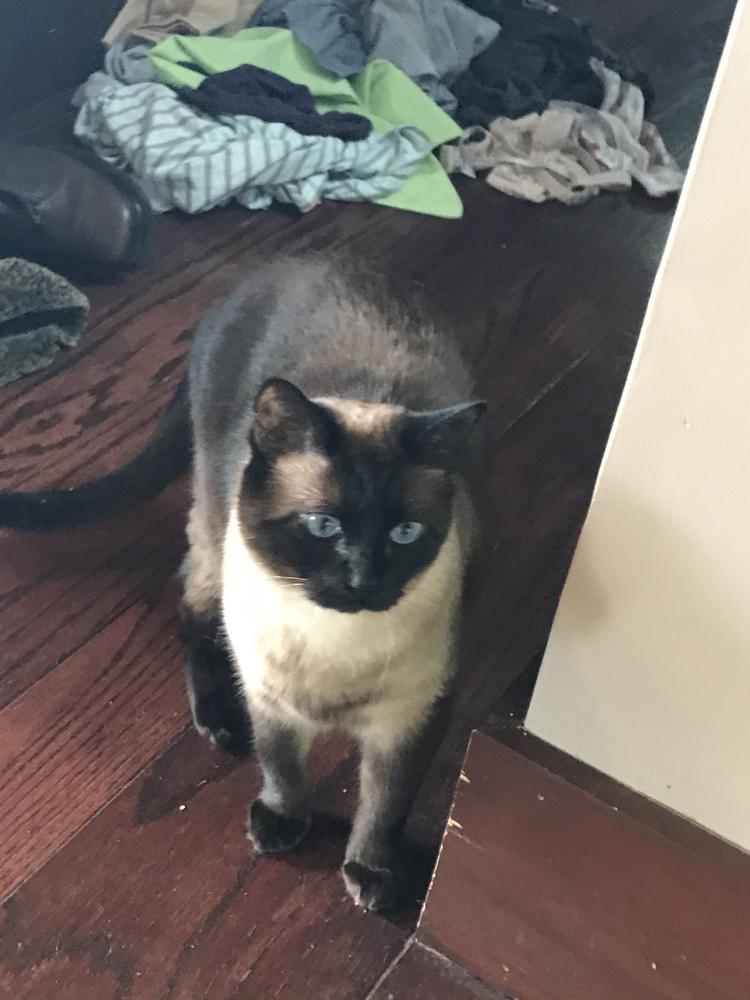 Image of Bug, Lost Cat