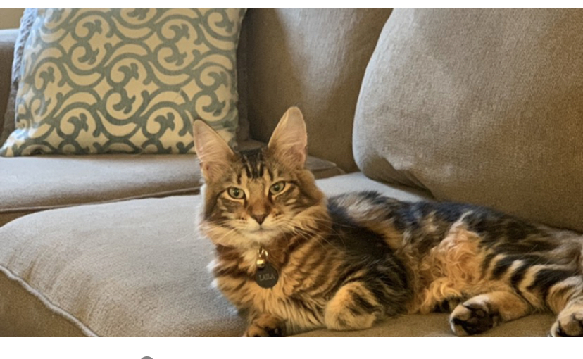 Image of laila, Lost Cat