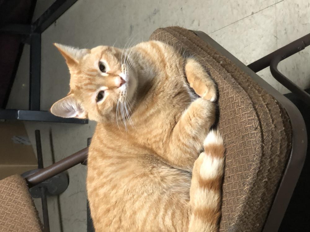 Image of Spice, Lost Cat