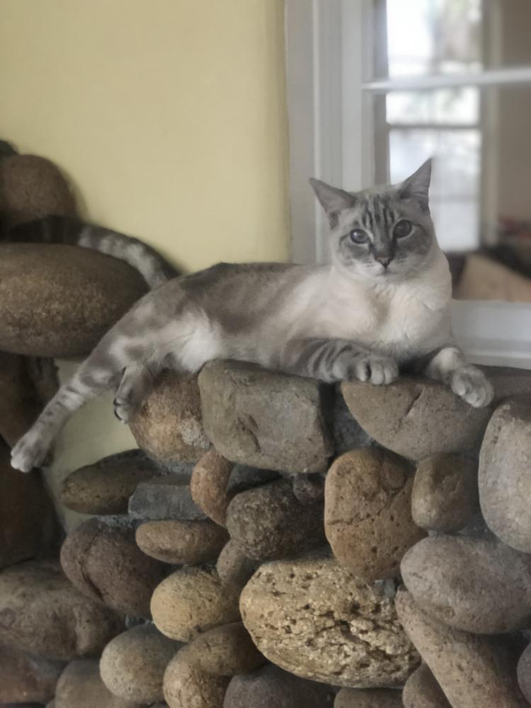 Image of Rocky, Lost Cat