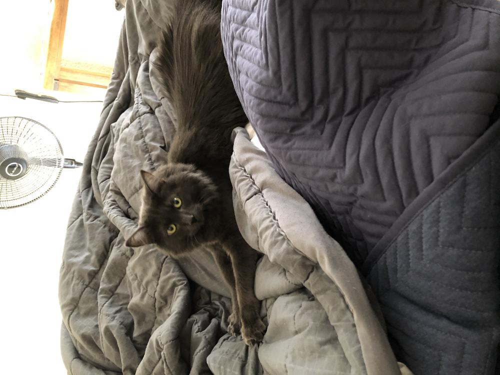 Image of Luna/Chip says Tia, Lost Cat