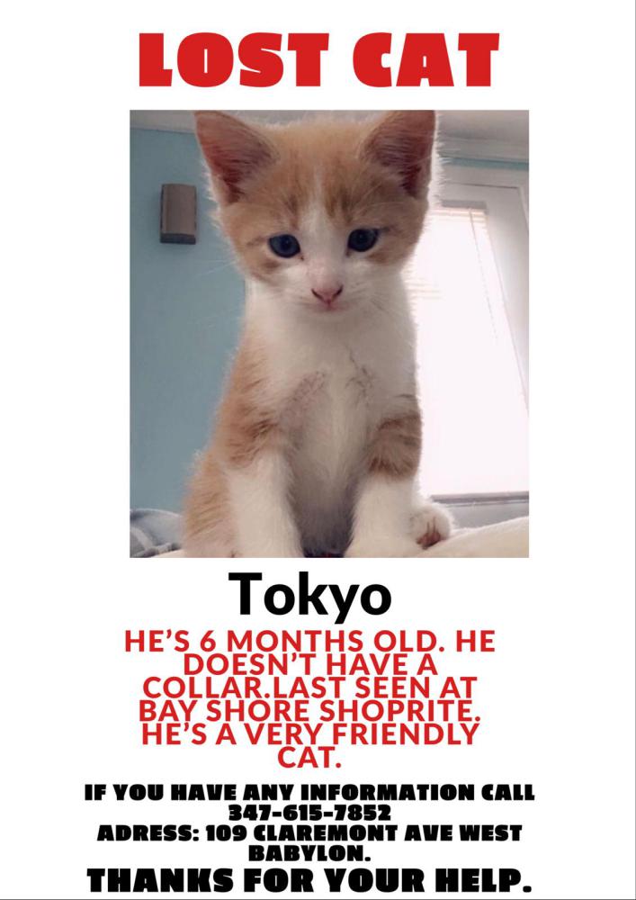Image of Tokyo, Lost Cat