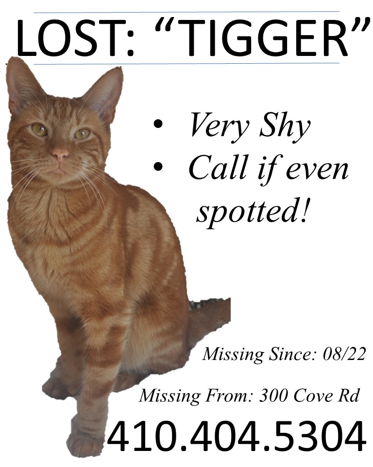 Image of Tigger, Lost Cat
