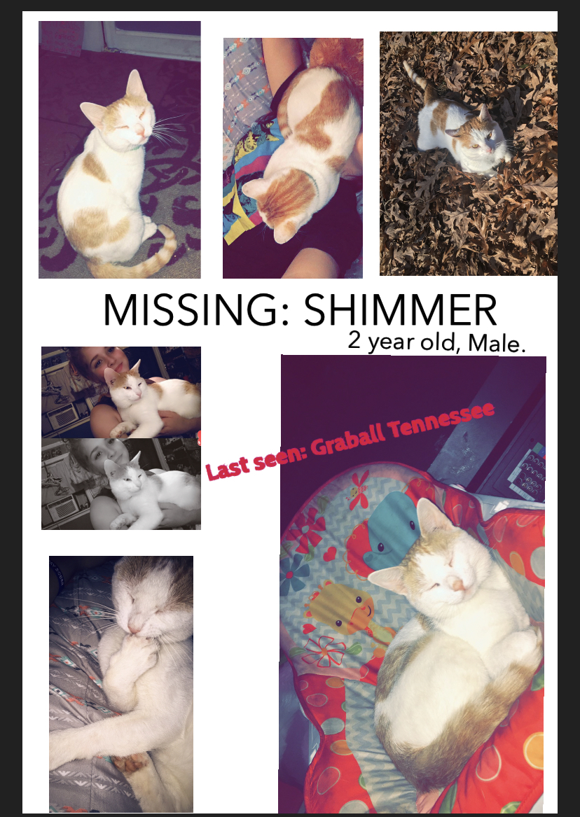 Image of Shimmer, Lost Cat