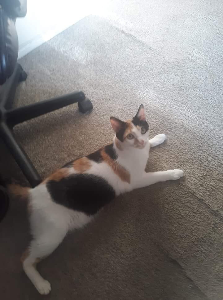 Image of Simba/ Calico, Lost Cat