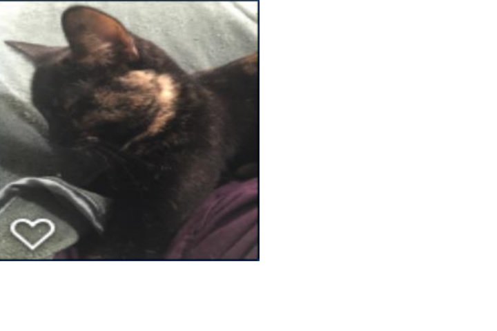 Image of Berry, Lost Cat