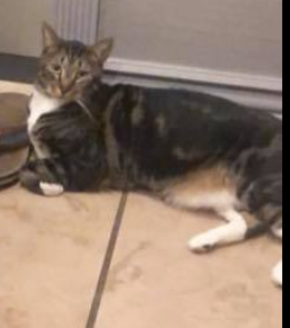Image of Spanky, Lost Cat