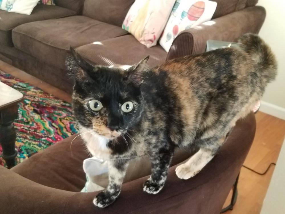 Image of Sofia, Lost Cat