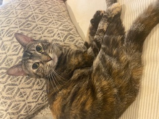 Image of Nellie, Lost Cat