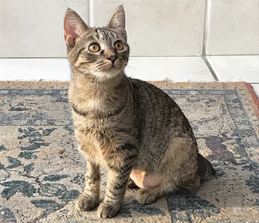 Image of Daphne/Stormi, Lost Cat