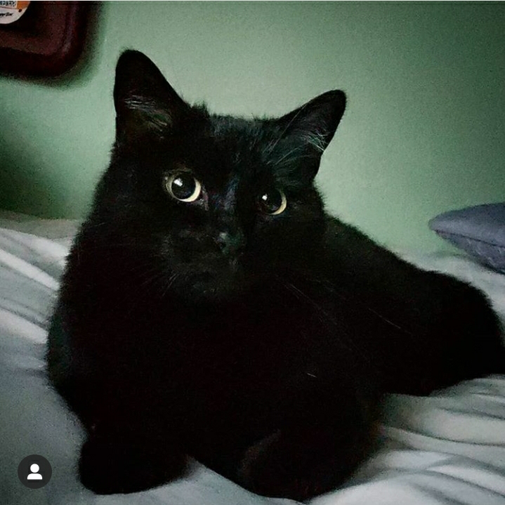 Image of Tucifer, Lost Cat