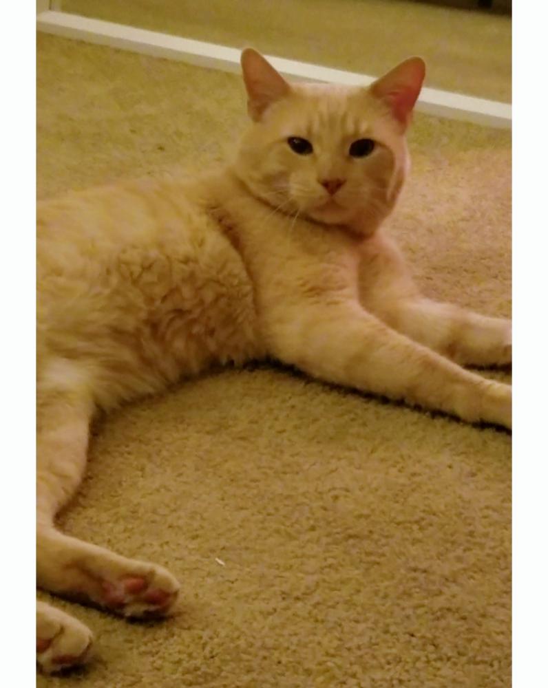 Image of Franklin, Lost Cat