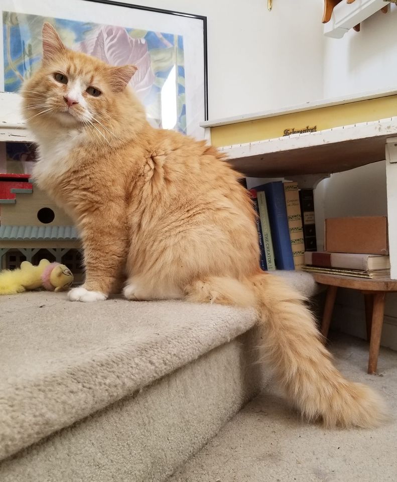 Image of Big Red, Lost Cat