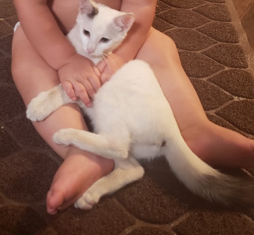 Image of Snowlake, Lost Cat