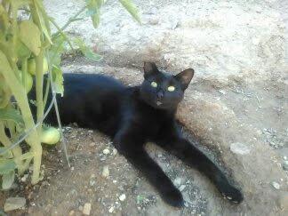 Image of Blacky, Lost Cat