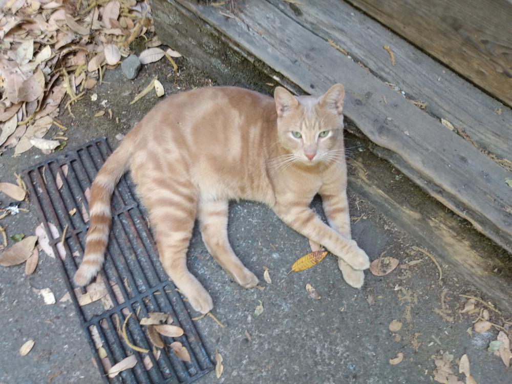 Image of Frodjo, Lost Cat
