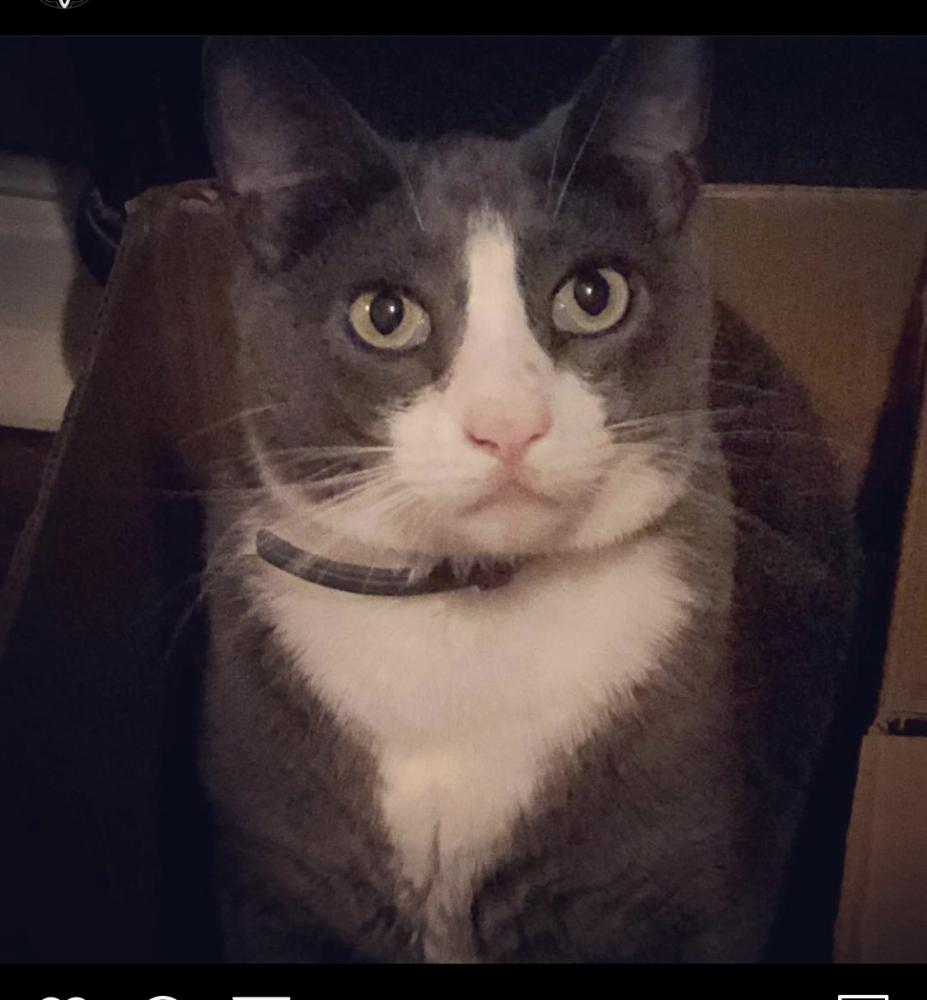 Image of Milhouse, Lost Cat