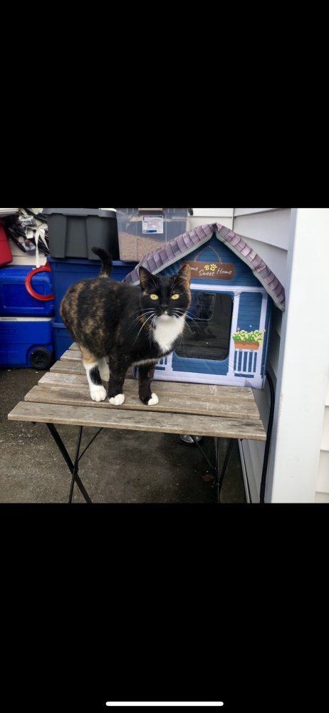Image of Clover, Lost Cat