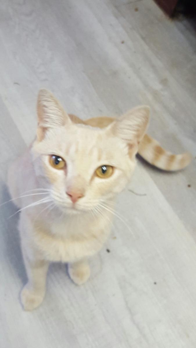 Image of Sunny, Lost Cat