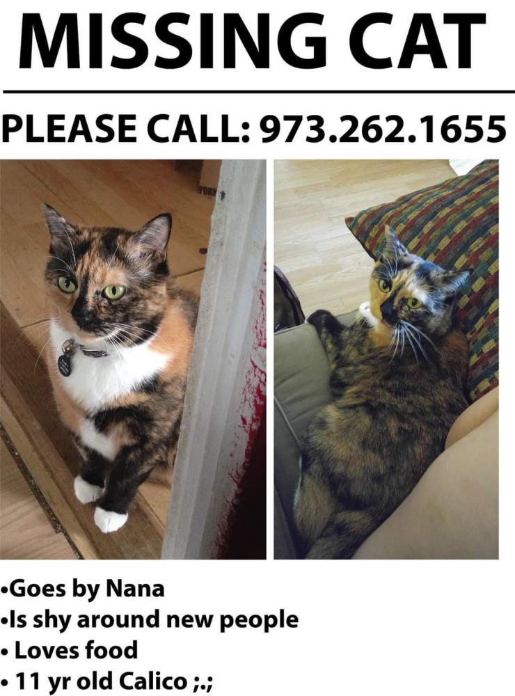 Image of Nana, Lost Cat