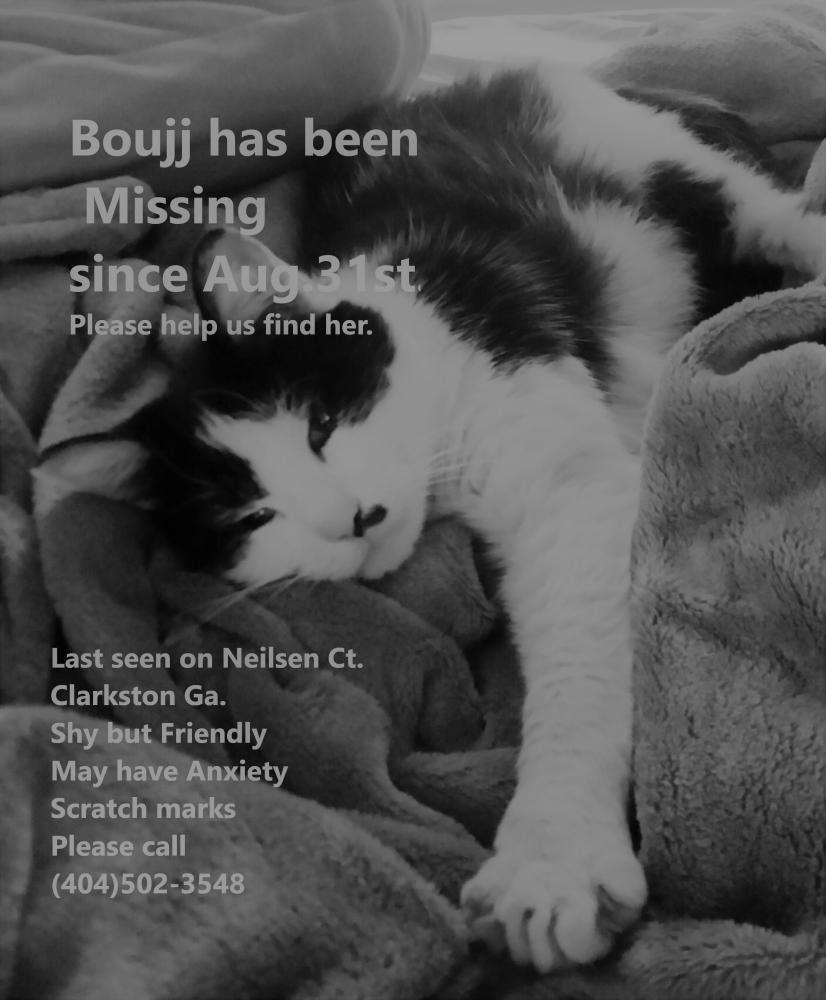 Image of Bouj, Lost Cat