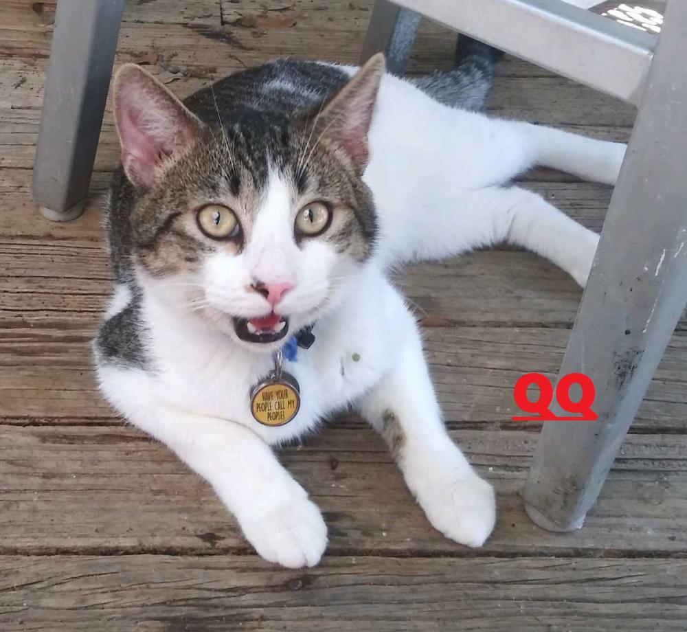 Image of QQ (Cutie), Lost Cat