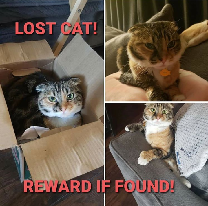 Image of Emma, Lost Cat
